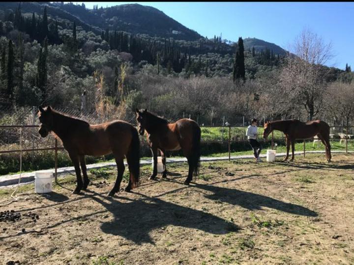St.Nicholas Ranch Corfu Benitses  Exterior photo